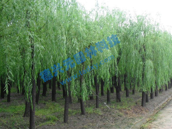 �c���鿴Ԕ����Ϣ���}������ ��x�Δ���2419