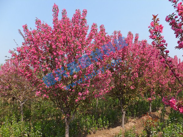 �c���鿴Ԕ����Ϣ���}������ ��x�Δ���2454