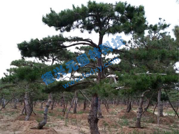 �c���鿴Ԕ����Ϣ���}������ ��x�Δ���2482