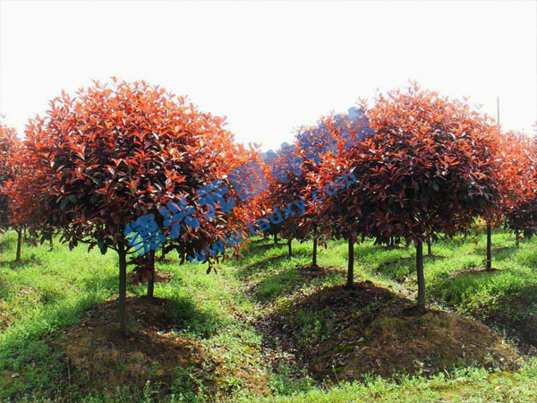 �c���鿴Ԕ����Ϣ���}���t�~ʯ骘� ��x�Δ���2725