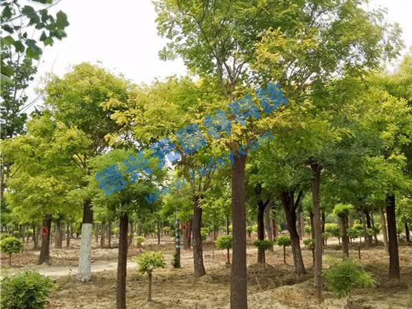 �c(di��n)���鿴Ԕ��(x��)��Ϣ��(bi��o)�}�����~�� ��x�Δ�(sh��)��2350