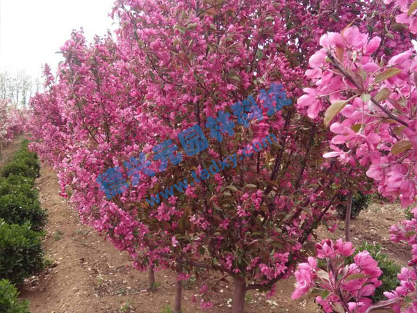 �c(di��n)���鿴Ԕ��(x��)��Ϣ��(bi��o)�}���k������ ��x�Δ�(sh��)��2260